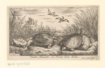 草と葦の間の 4 匹の淡水カメ Testudofluviatilis、La Tortuë d