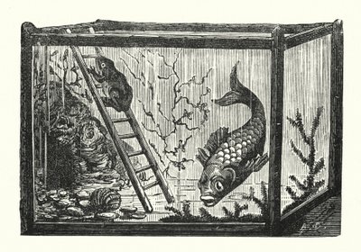 水槽の中の魚とカエル（彫刻） 作： Albert Robida