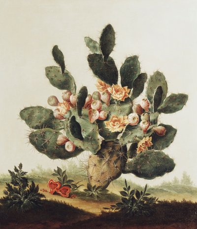 サボテンの静物 作： Albert van der Eeckhout