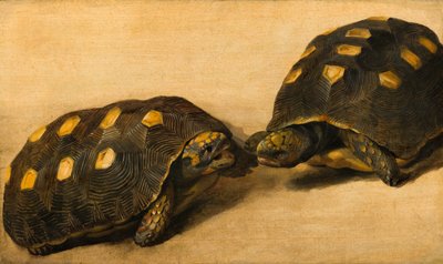 2つのブラジルのカメの研究、c.1640（テンペラ、パネルの紙にガッシュ） 作： Albert van der Eeckhout