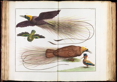 パラダイスの鳥、フウチョウ科 作： Albertus Seba