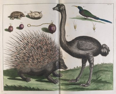 マラッカハリネズミ、Erinaceus malaccensis、およびダチョウ、Struthio carmelis 作： Albertus Seba