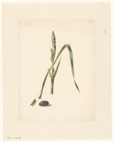 繭と紡がれた毛虫の下に毛虫がいるアヤメの研究 作： Albertus Steenbergen