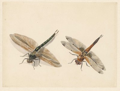 2匹のトンボの研究 作： Albertus Steenbergen