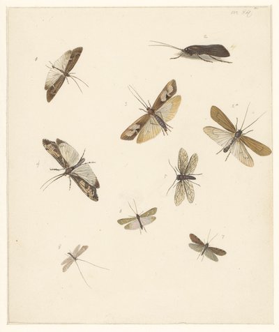 8 蛾の学習シート 作： Albertus Steenbergen