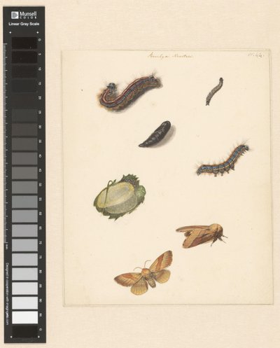 ボンビア ネウストリアのさまざまな毛虫、蛾、卵、繭が描かれた学習シート 作： Albertus Steenbergen