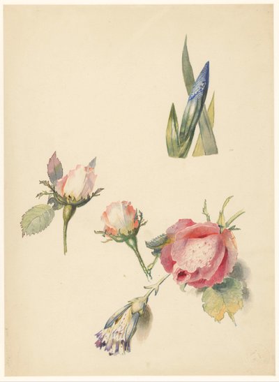 3 つのバラとアイリスの学習シート 作： Albertus Steenbergen