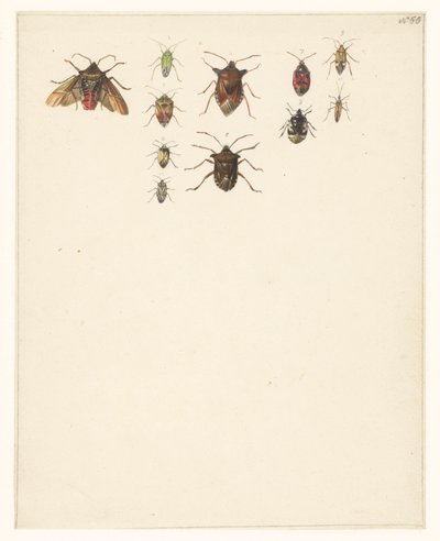 11 種類のカブトムシの学習シート 作： Albertus Steenbergen