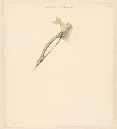 Studieblad met rups、Amphidasis Betularia 作： Albertus Steenbergen