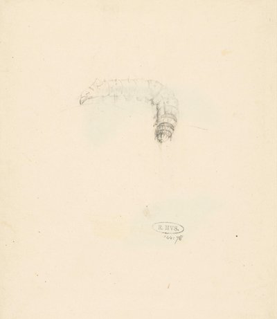 Studieblad は rups、Lasiocampa Quireifolia に会いました 作： Albertus Steenbergen