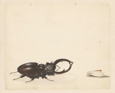 クワガタと孵化したばかりの蛾の勉強シート 作： Albertus Steenbergen