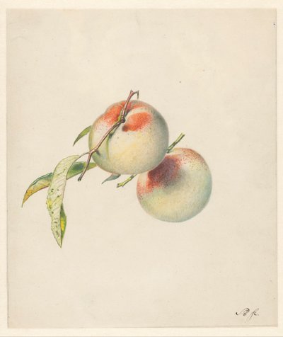 その茎に 2 つの桃 作： Albertus Steenbergen