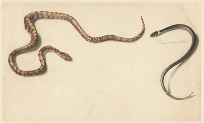 2 つの熱帯のヘビ 作： Albertus Steenbergen