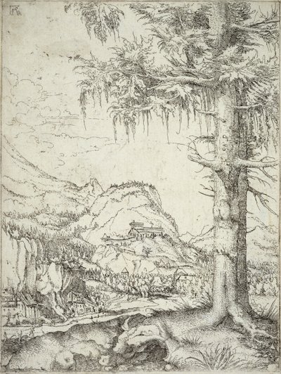 大きなトウヒ、1520年頃 作： Albrecht Altdorfer