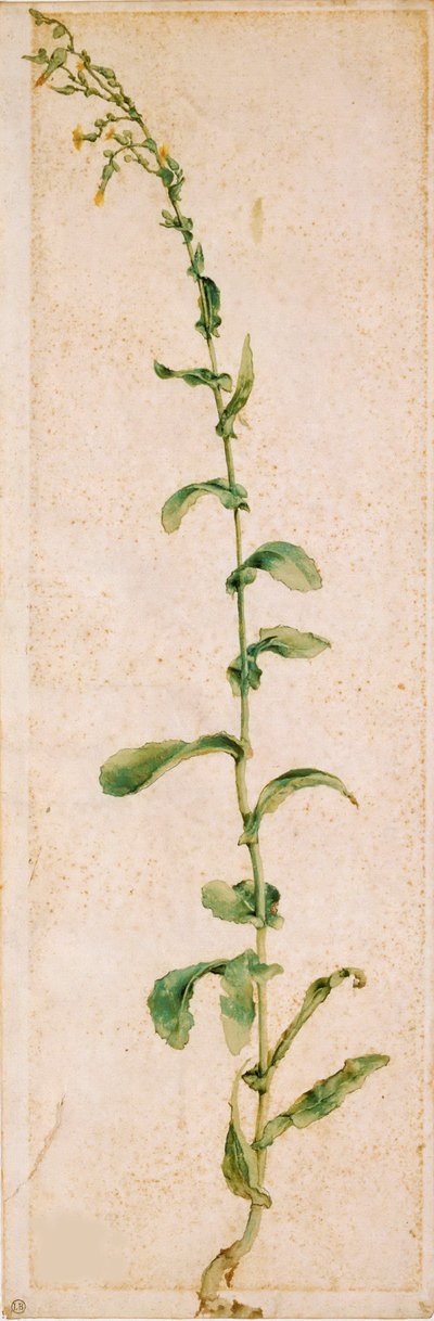 タバコ工場、16 世紀の第 1 四半期.. 作： Albrecht Dürer