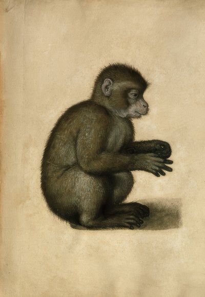 モンキー-水彩、A。デューラーによる 作： Albrecht Dürer