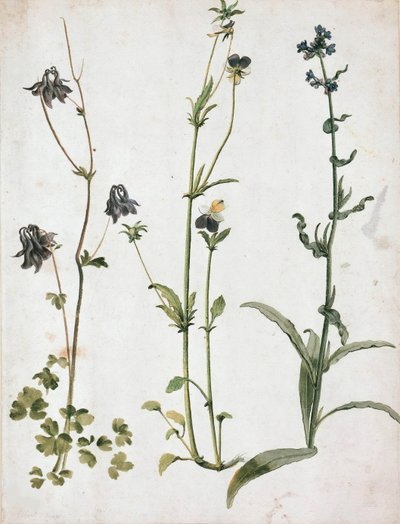 オダマキ、パンジー、牛タン、16 世紀の第 1 四半期 作： Albrecht Dürer