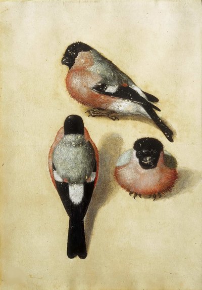 3 つの位置にある鳥、1520。 作： Albrecht Dürer