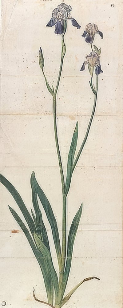 青い花のアイリス-アイリスゲルマニカ（アイリストロイアナ？）。 1503年頃 作： Albrecht Dürer