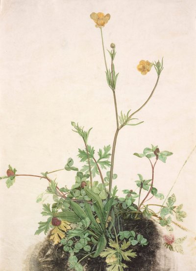 キンポウゲ、レッド クローバー、オオバコ、1526 年。 作： Albrecht Dürer