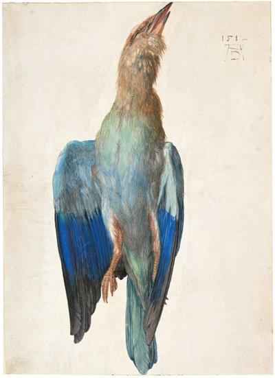 デッドブルーローラー、1500または1512 作： Albrecht Dürer