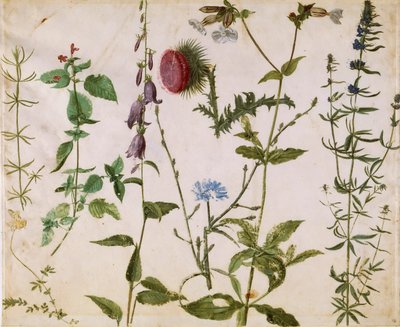 野生の花の8つの研究、1515-1520年頃。 作： Albrecht Dürer