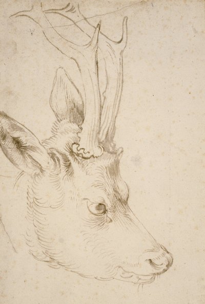 ローバックの頭 作： Albrecht Dürer