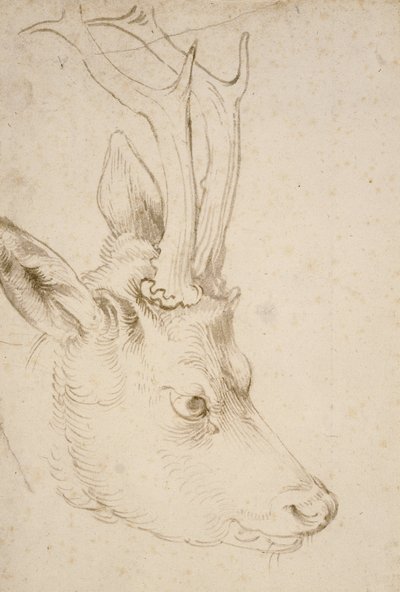 ローバックの頭、1503 作： Albrecht Dürer