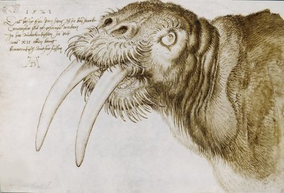 セイウチの頭、1521年。 作： Albrecht Dürer