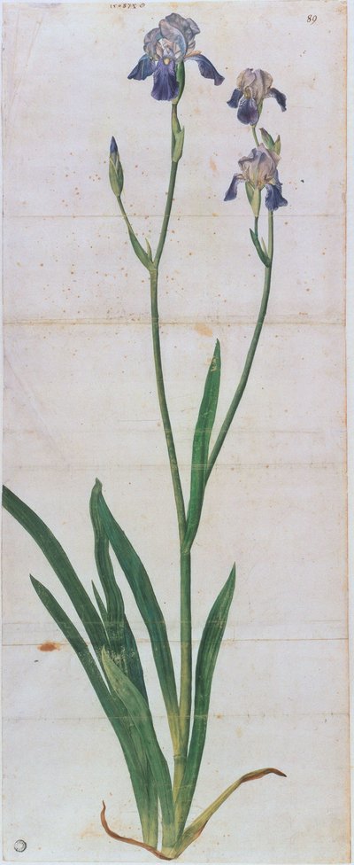 アイリス・ゲルマニカ、1503年頃。 作： Albrecht Dürer