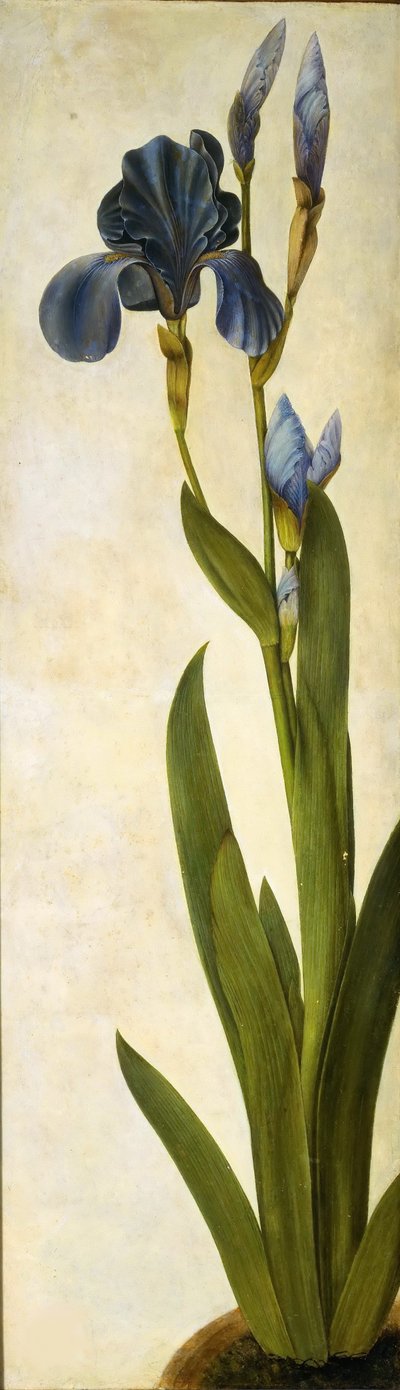 トロイの木馬アイリス、1505～1508年頃。 作： Albrecht Dürer