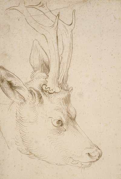 ローバックヘッド。 1503年頃 作： Albrecht Dürer
