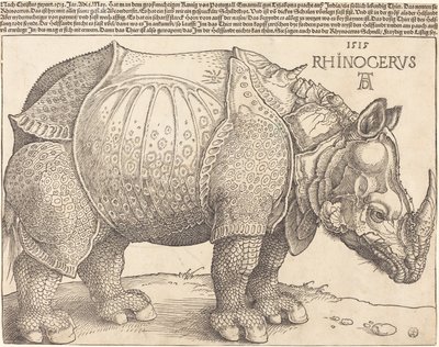 ラテン語  Rhinocerus サイ 作： アルブレヒト・デューラー