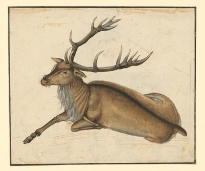  作： Albrecht Dürer