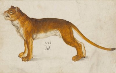 雌ライオン、1521年。 作： Albrecht Dürer