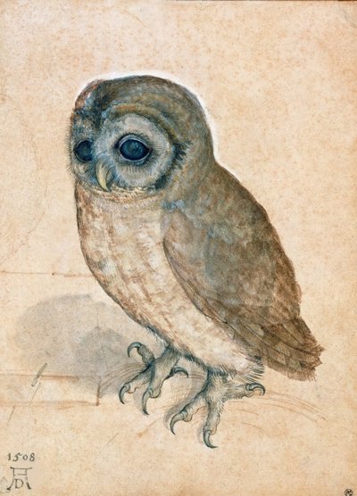 コキンメフクロウ、1508年。 作： Albrecht Dürer
