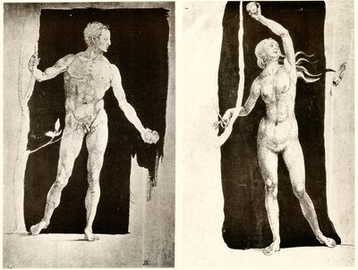 アダムとイブに関する研究 作： Albrecht Dürer