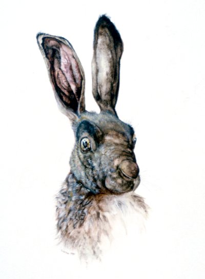 うさぎの研究、1502 作： Albrecht Dürer