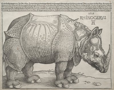 サイ、1515年。 作： Albrecht Dürer