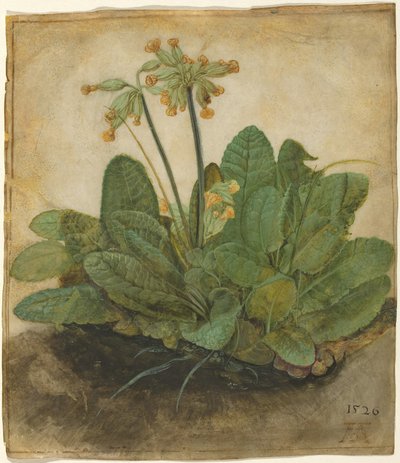 カウスリップの房 作： Albrecht Dürer