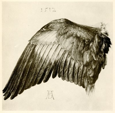 青いローラーの翼 作： Albrecht Dürer