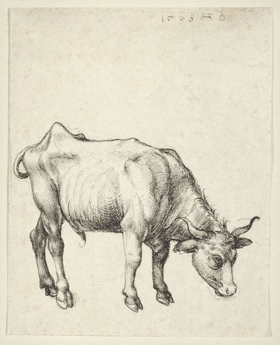 ヤングブル 作： Albrecht Dürer