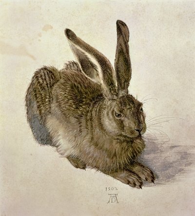 若いうさぎ 作： Albrecht Dürer
