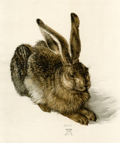 若いうさぎ 作： Albrecht Dürer