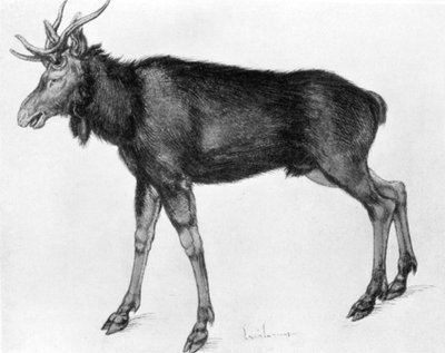 若いスカンジナビアのエルクと未熟な枝角、1913年15〜16世紀初頭。 作： Albrecht Dürer
