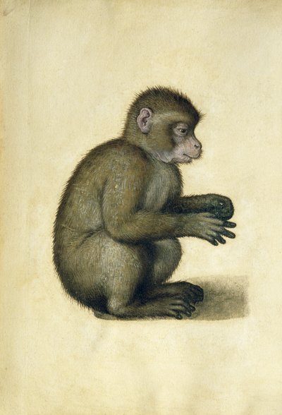 A Monkey（水彩・ガッシュ・紙 作： Albrecht Dürer