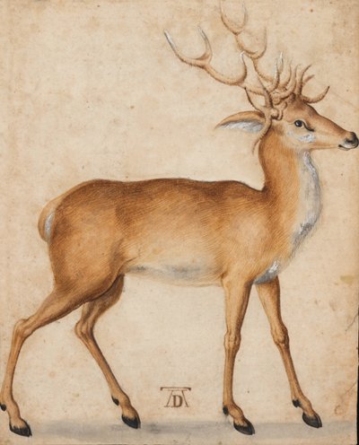 スタッグ 作： Albrecht Dürer