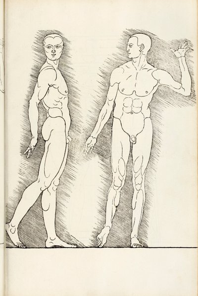 ここからの解剖学的な木版画は、1528年の人間の割合の4冊の本であると理解されています 作： Albrecht Dürer