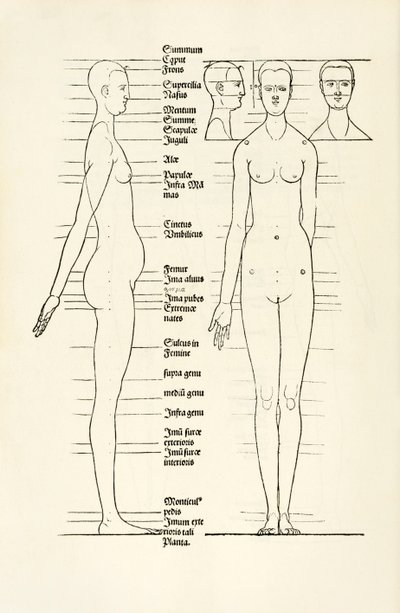 Hierinn sind begriffen vier bücher von menschlicher Proportion」の女性の解剖学的木版画 作： Albrecht Dürer