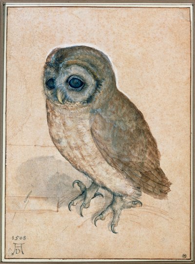 カエウシェン - 小さなフクロウ 作： アルブレヒト・デューラーまたはデューラー